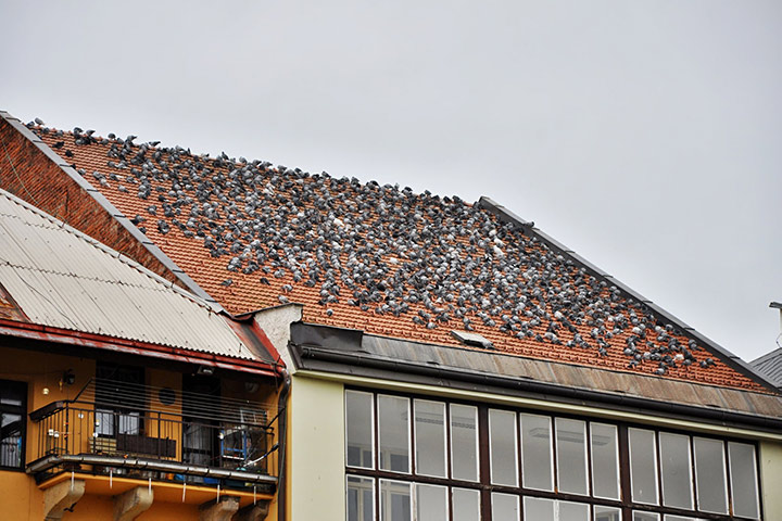 A2B Pest Control are able to install spikes to deter birds from roofs in West Molesey. 