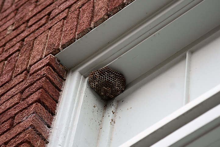 We provide a wasp nest removal service for domestic and commercial properties in West Molesey.
